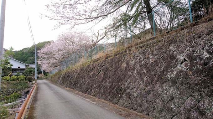 旧長谷小学校の桜が綺麗です